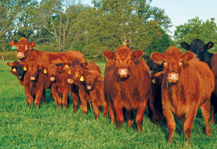 brown cows in a field