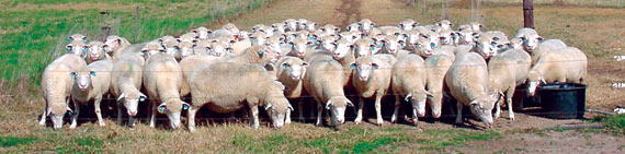 image of sheep gathered in a field