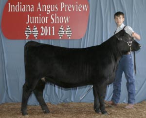Indiana Angus Preview 2011