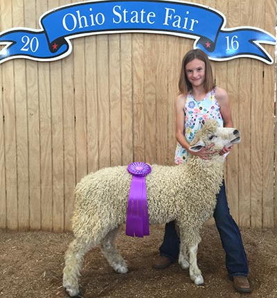 Reserve Champion AOB Wool Show, 2016 Ohio State Fair Shown by Laurie Baughman.