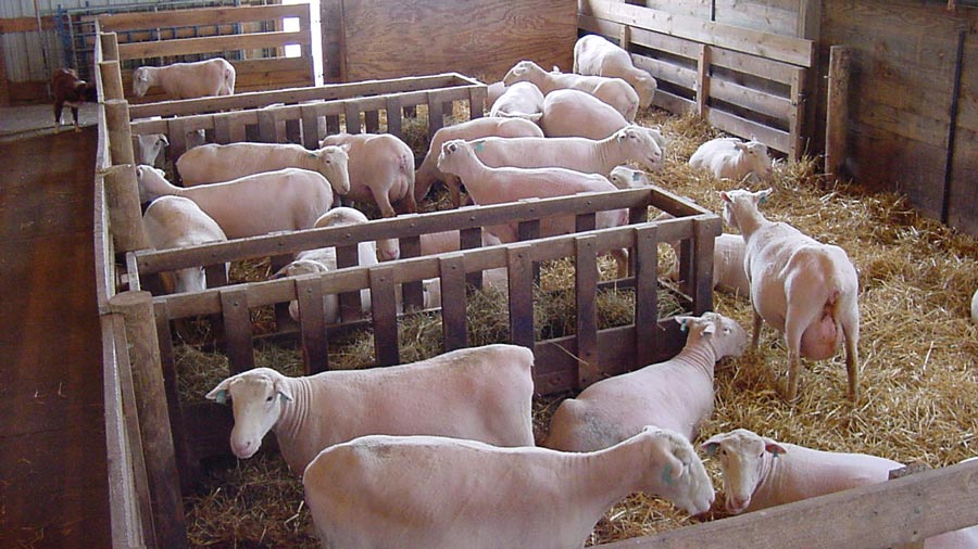 several sheep in pens in a barn